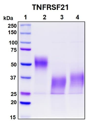 Recombinant Human CD358 Protein, Biotinylated