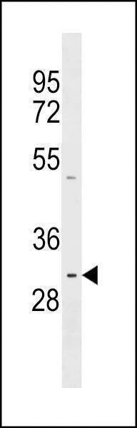 Anti-PRR23A (N-term) Antibody