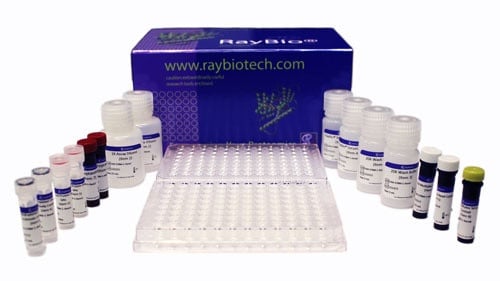 RayPlex® Custom Human Bead Array