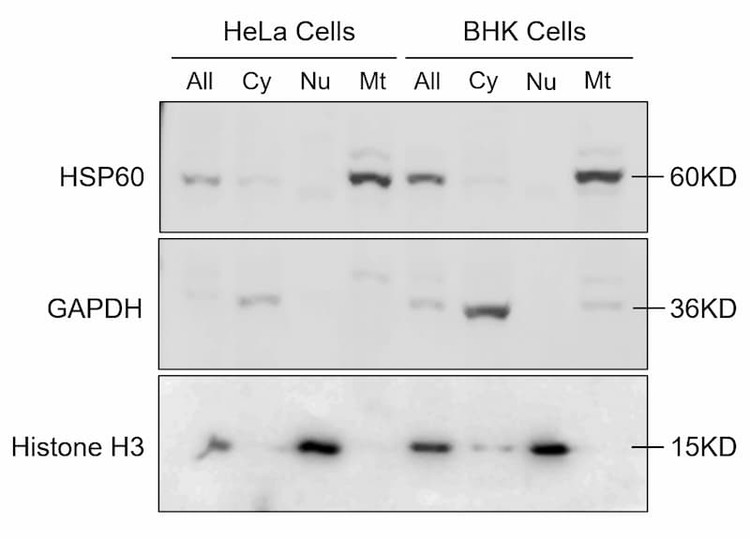 Enrichment of mitochondrial, cytosolic, and nuclear fractions from cultured HeLa and BHK cells.
