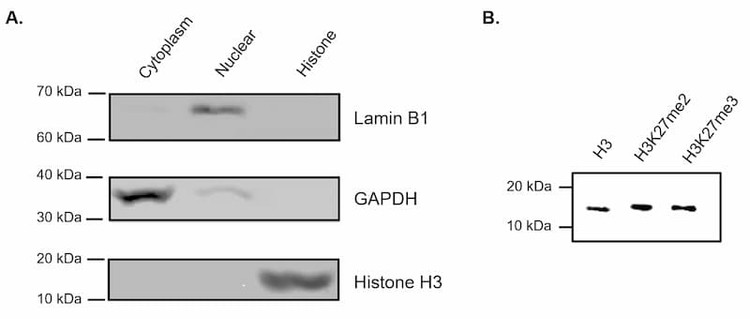 Validation of fraction purity and preservation of histone modifications.