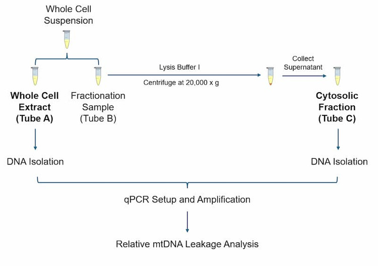 Human Mitochondrial DNA Leakage Relative Quantification Kit Workflow