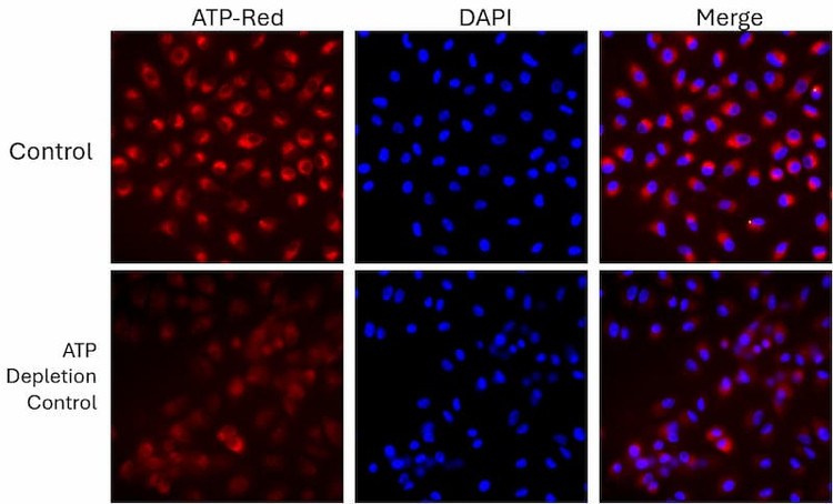 Representative fluorescence microscopy images of intracellular ATP detection in live HeLa cells.