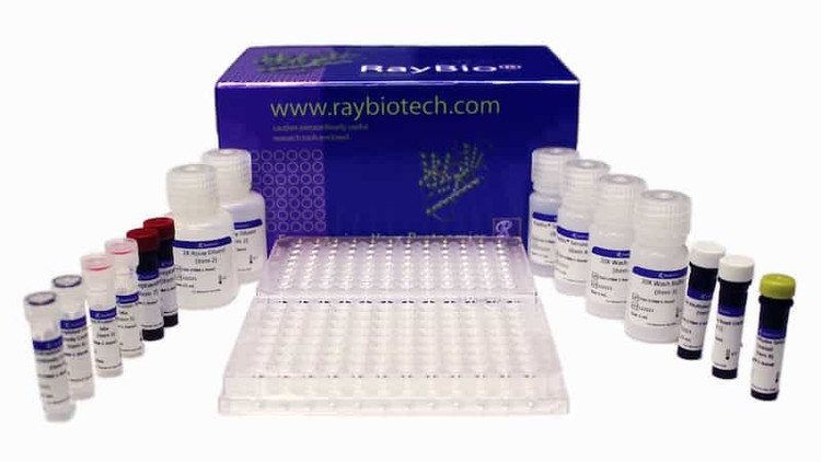RayPlex® Mouse Chemokine Magnetic Bead Array (19-Plex)