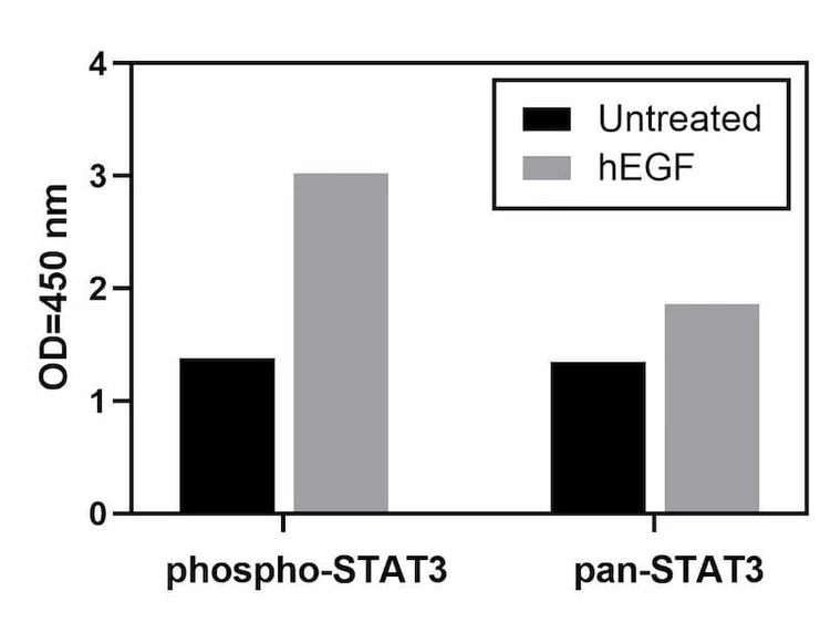 A431 cells were untreated or treated with 100 ng/ml recombinant human EGF for 20 min. Cell lysates were analyzed using this phosphoELISA.