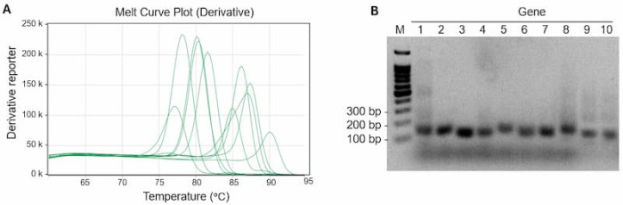 Human Immune Checkpoint qPCR Array Specificity