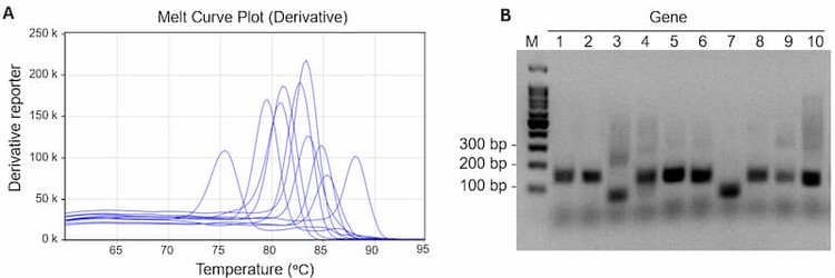 Human Mitochondrial Function qPCR Array Specificity