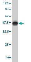 Anti-ERRFI1 Antibody