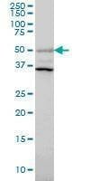 Anti-ERRFI1 Antibody