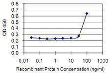 Anti-ETV3 Antibody