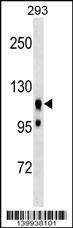 Anti-UBAP2L (Center) Antibody