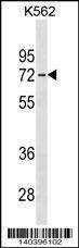 Anti-IL22RA1 (C-term) Antibody