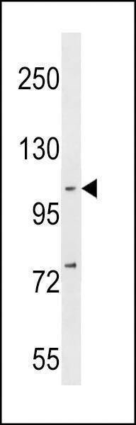 Anti-NFKB (p105) (C-term S933) Antibody