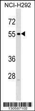 Anti-RXFP3 (C-term) Antibody