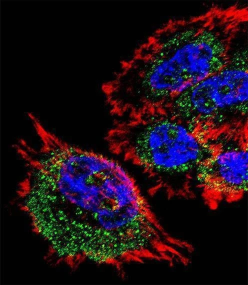Anti-MRPL28 (N-term) Antibody