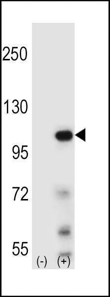 Anti-Elongin A (N-term) Antibody
