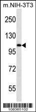 Anti-Elongin A (N-term) Antibody