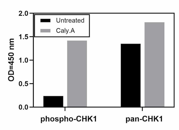 Recombinant Human EGF Stimulation of A431 Cell Lines