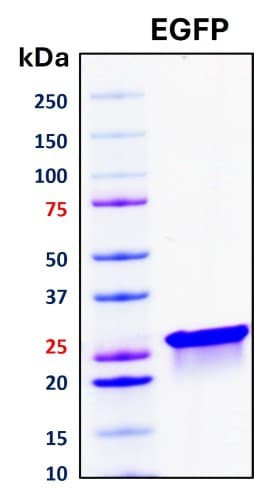 Recombinant Enhanced Green Fluorescent Protein (eGFP)