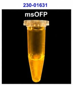 Recombinant mScarlet-I Orange Fluorescent Protein (OFP)