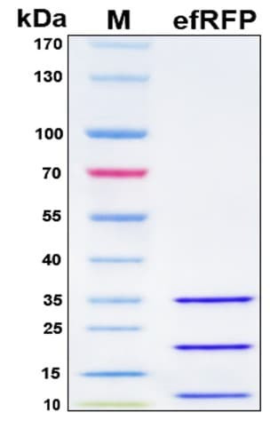 Recombinant Echinopora forskaliana Red Fluorescent Protein (efRFP)