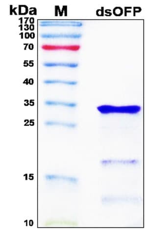 Recombinant Discosoma Orange Fluorescent Protein (dsOFP)