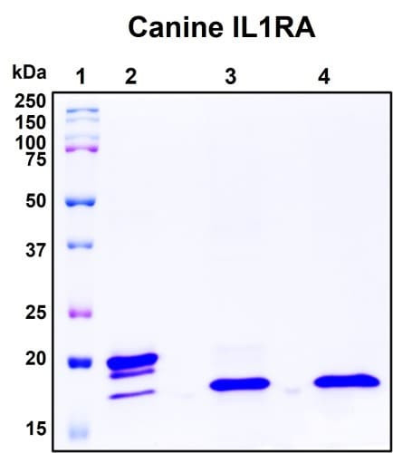 Recombinant Canine IL-1ra (IL-1F3) Protein