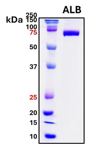 Recombinant Human Serum Albumin Protein, Avi-tag Biotinylated