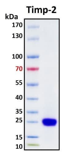 Recombinant Human TIMP-2 Protein