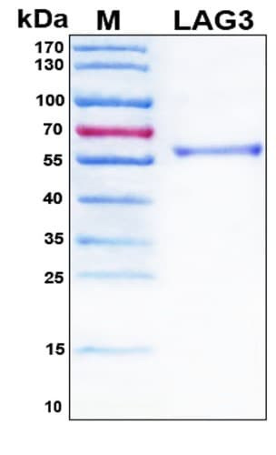 Recombinant Human LAG-3 (CD223) Protein, C-terminal His-tag