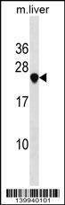 Anti-USE1 (N-term) Antibody