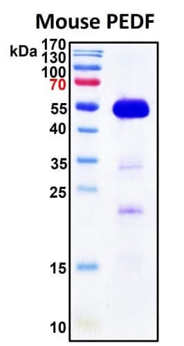 Recombinant Mouse Serpin F1 (PEDF) Protein
