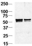 Anti-NAP1L1 (N-term) Antibody