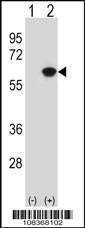 Anti-NAP1L1 (N-term) Antibody