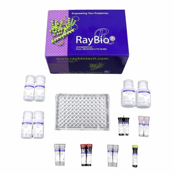 RayPlex® Human ANG-1 Bead Assay