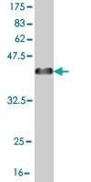 Anti-EYA2 Antibody