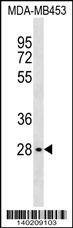 Anti-GBL (C-term) Antibody