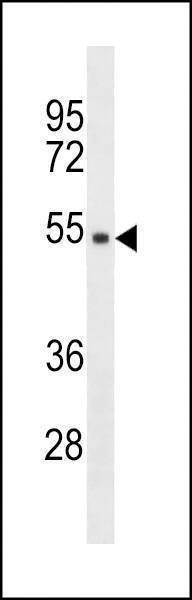 Anti-TMPPE (Center) Antibody