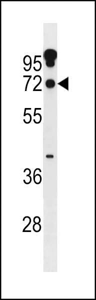 Anti-ZNF805 (N-term) Antibody