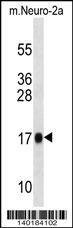 Anti-Mouse Rpl13a (N-term) Antibody