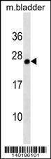 Anti-Mouse Gsta3 (C-term) Antibody