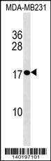 Anti-PLAC1 (C-term) Antibody