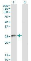 Anti-FADD Antibody