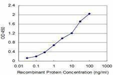 Anti-FADD Antibody