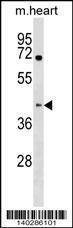 Anti-Mouse Khdrbs1 (C-term) Antibody