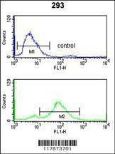 Anti-TNPO1 (N-term) Antibody