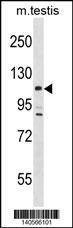 Anti-Mouse Lats2 (C-term) Antibody