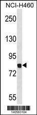 Anti-Dyrk1a (C-term) Antibody