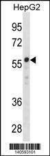 Anti-ZNF276 (Center) Antibody