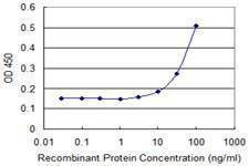 Anti-FAS Antibody